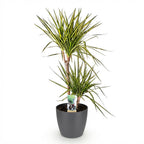 Green BoutiQ - Plantes d'intérieur - Dracaena Sunray - Dragonnier - Peu d'entretien - Vert - 1 plante - avec pot gris - Pot 21 cm - Hauteur 90-100 cm