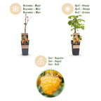 Green boutiQ - Framboisier - Rubus idaeus Fallgold - Plant de framboises - Rustique - Framboise jaune - 2 plantes - Pot 15cm - Hauteur 50cm