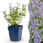 Green boutiQ - Stauden - Nepeta faassenii Walker's Low - Blaue Katzenminze - Bienen- und Schmetterlingsmagnet - Blau - 3 Pflanzen - Topf 11cm - Höhe 15-25cm