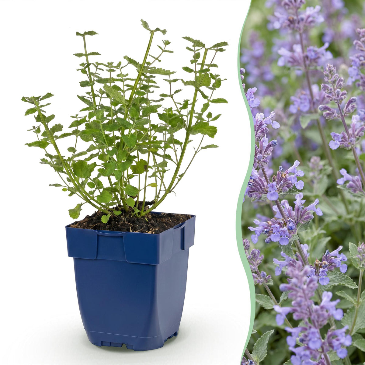 Green boutiQ - Stauden - Nepeta faassenii Walker's Low - Blaue Katzenminze - Bienen- und Schmetterlingsmagnet - Blau - 3 Pflanzen - Topf 11cm - Höhe 15-25cm
