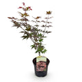 Green boutiQ - Terrassenpflanze - Japanischer Fächerahorn - Acer palmatum Atropurpureum - Violett - 1 Pflanze - Laubabwerfend - Topf 19 cm Höhe 70 cm