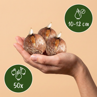 50x Bollenschadutuin - Diversen - Zomerbloeier - Bolmaat 10/12
