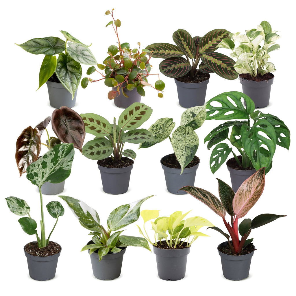 12x Baby Plants Surprise Box - Baby Plants Surprise Box - Various colours - Tropical - Ø6cm - ↕5-15cm
