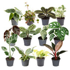 12x Baby Plants Surprise Box - Baby Plants Surprise Box - Various colours - Tropical - Ø6cm - ↕5-15cm