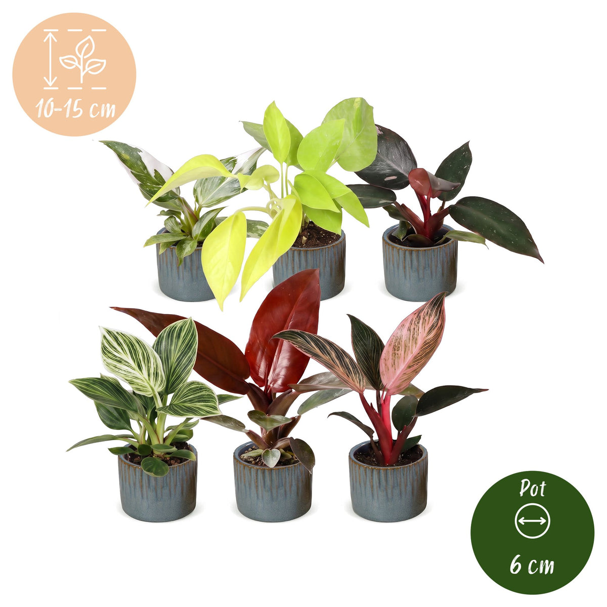 6x Baby Philodendron Family - White - Pink - Yellow - Green - Red - Tropical - incl. Linnea Misty Blue - Ø6cm - ↕10-15cm