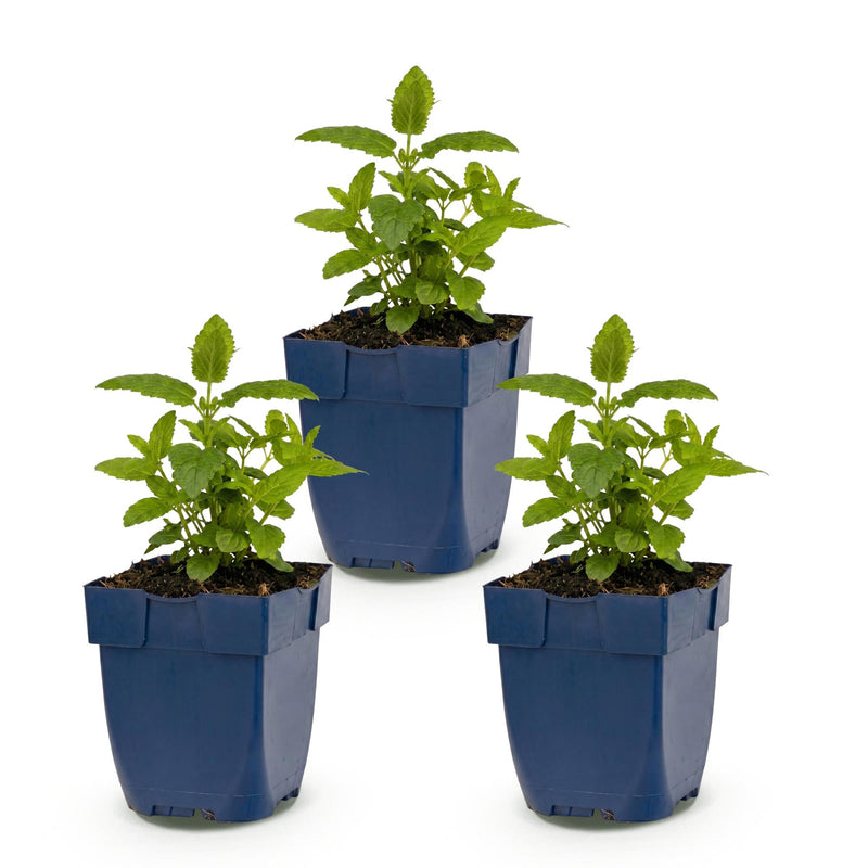 Green boutiQ - Vasteplant - Nepeta nerv. Neptune - Kattenkruid - Bijen en Vlinderlokkers - Paars - 3 Planten - Pot 11cm - Hoogte 15-25cm