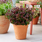 Green boutiQ - Plante de jardin - Leucothoe Curly Red - Rouge - 1 plante - Persistant - Peu d'entretien - Pot 17cm Hauteur 40cm