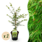 Green boutiQ - Plante de terrasse - Érable du Japon - Acer palmatum Emerald Lace - Vert - 2 plantes - Caduc - Pot 19 cm Hauteur 70 cm