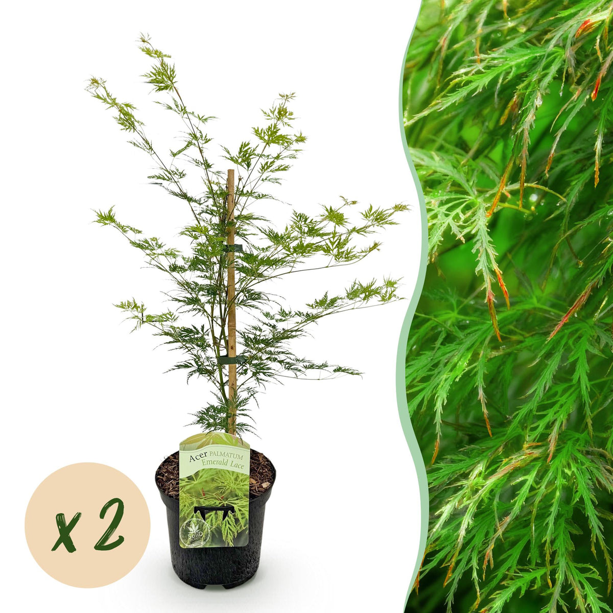 Green boutiQ - Plante de terrasse - Érable du Japon - Acer palmatum Emerald Lace - Vert - 2 plantes - Caduc - Pot 19 cm Hauteur 70 cm