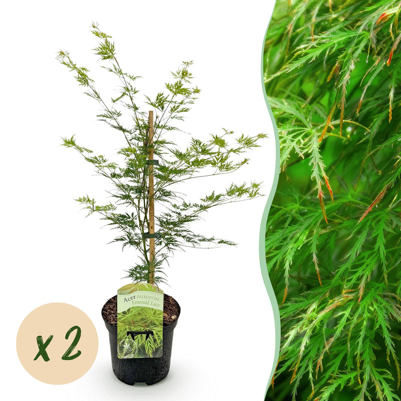 Green boutiQ - Terrasplant - Japanse Esdoorn - Acer palmatum Emerald Lace - Groen - 2 Planten - Bladverliezend - Pot 19cm Hoogte 70cm