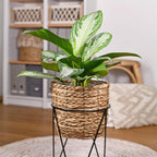 Green BoutiQ - Green is... Zimmerpflanzen - Aglaonema Silver Bay - Silberblatt - Pflegeleicht - Grün - 1 Pflanze - Topf 17cm - Höhe 70-75cm