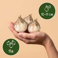 Green boutiQ - Bloembollen - Allium Purple White Mix - Kleur Paars en Wit - 15 stuks - Bolmaat 10/12 - XXL Pack - foto 3