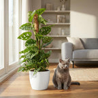 Green boutiQ - Plante d'intérieur - Monkey Mask - Monstera Adansonii sur tuteur - Vert - Peu d'entretien - 1 plante - avec pot blanc - Pot 19 cm - Hauteur 90 cm