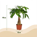 Green boutiQ - Plante d'intérieur - Arbre à monnaie - Pachira Aquatica - Vert - Peu d'entretien - 1 plante - Pot 12 cm - Hauteur 40 - 50 cm