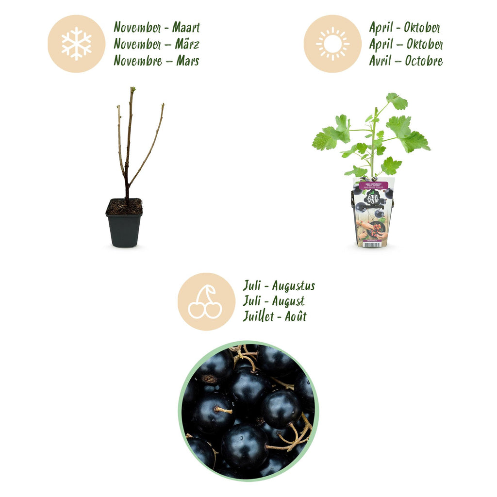 Green boutiQ - Plants fruitiers - Jostaberry - Ribes Jostabes - Rustique - 6 plantes - Pot 9 cm - Cassis