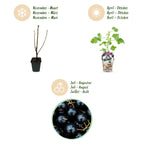 Green boutiQ - Plants fruitiers - Jostaberry - Ribes Jostabes - Rustique - 6 plantes - Pot 9 cm - Cassis