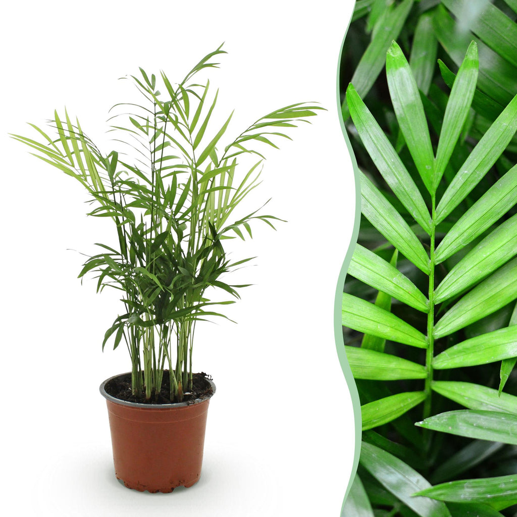 Green boutiQ - Plante d'intérieur - Chamaedorea elegans - Palmier nain - Plante adaptée aux animaux de compagnie - Vert - 1 plante - Pot 12 cm - Hauteur 15 cm