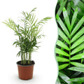 Green boutiQ - Plante d'intérieur - Chamaedorea elegans - Palmier nain - Plante adaptée aux animaux de compagnie - Vert - 1 plante - Pot 12 cm - Hauteur 15 cm