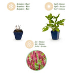 Green boutiQ - Stauden - Persicaria amplexicaulis - Kerzen-Knöterich - Bienen- und Schmetterlingsmagnet - Rot - 12 Pflanzen - Topf 11cm - Höhe 15-25cm