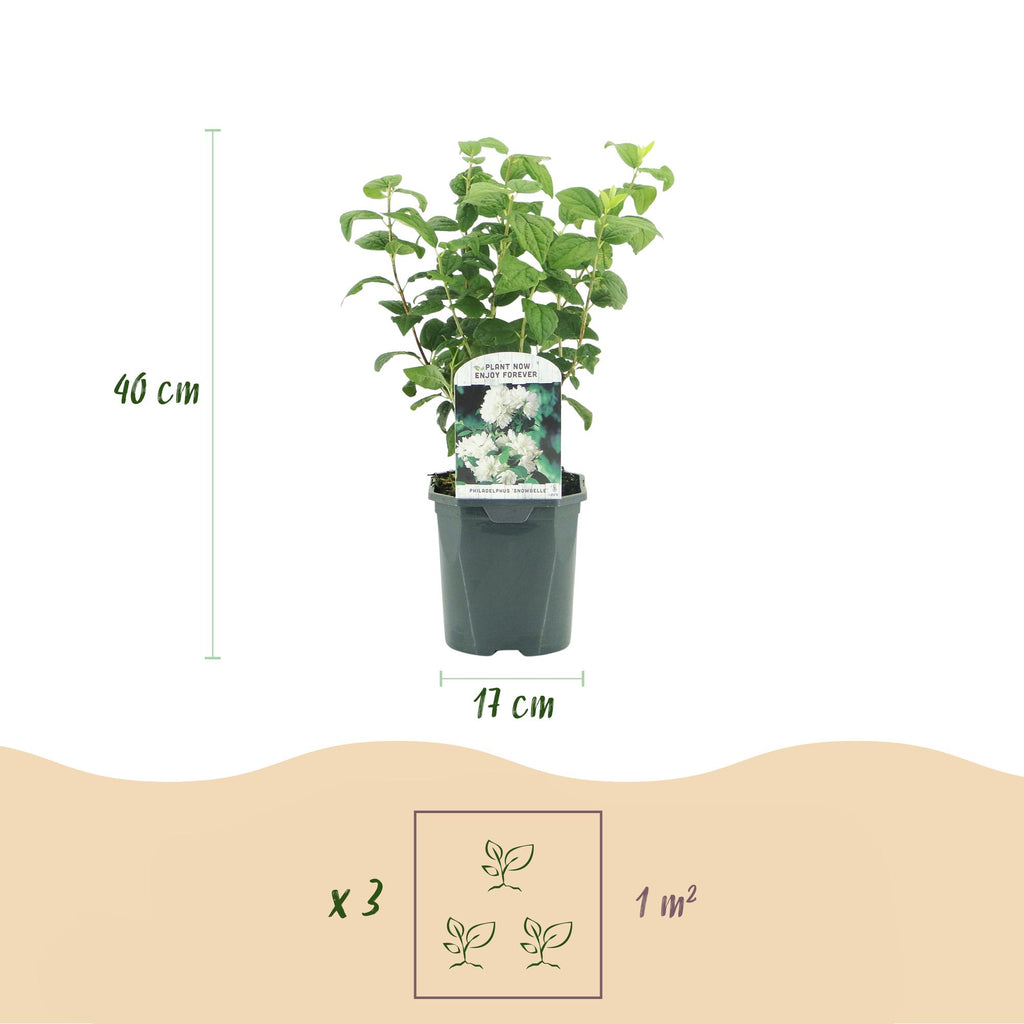 Green boutiQ - Seringat des jardins - Philadelphus Snowbelle - Fleur blanche - 1 plante - Caduc - Peu d'entretien - Pot 17 cm Hauteur 45 cm