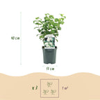 Green boutiQ - Seringat des jardins - Philadelphus Snowbelle - Fleur blanche - 1 plante - Caduc - Peu d'entretien - Pot 17 cm Hauteur 45 cm