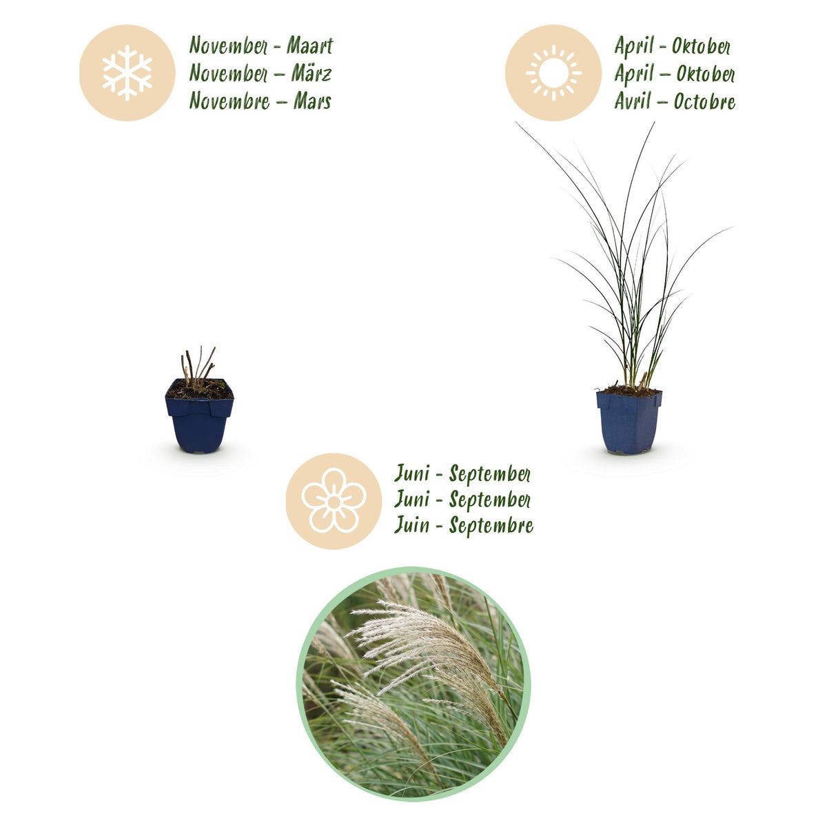 Green boutiQ - Graminées - Miscanthus sin. Gracillimus - Herbe de la Pampa - Avec panache - Vert - 6 plantes - Pot 11cm - Hauteur 15-25cm