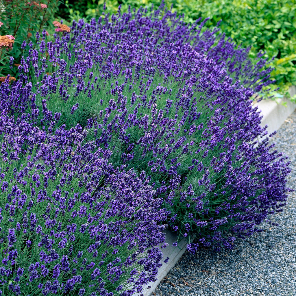 Green boutiQ - Plante de jardin - Lavandula angustifolia Hidcote - Lavande - Rustique - Violet - 1 plante - Pot 12cm - Hauteur 15-25cm