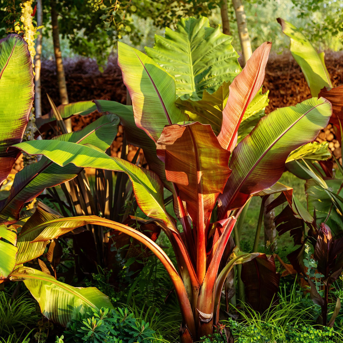 Green boutiQ - Plante fruitière - Bananier - Ensete ventricosum Maurelli - Rustique - 6 plantes - Pot 12cm Hauteur 30cm