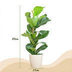 Green boutiQ - Plante d'intérieur - Figuier lyre - Ficus Lyrata - Vert - Entretien facile - 1 plante - avec pot blanc - Pot 21 cm - Hauteur 75 - 85 cm