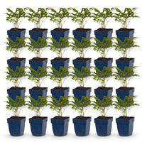 Green boutiQ - Vasteplant - Astilbe (A) Fanal - Pluimspirea - Schaduw - Rood - 24 Planten - Pot 11cm - Hoogte 15-25cm