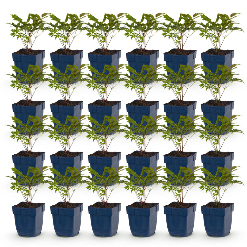 Green boutiQ - Vasteplant - Astilbe (A) Fanal - Pluimspirea - Schaduw - Rood - 24 Planten - Pot 11cm - Hoogte 15-25cm