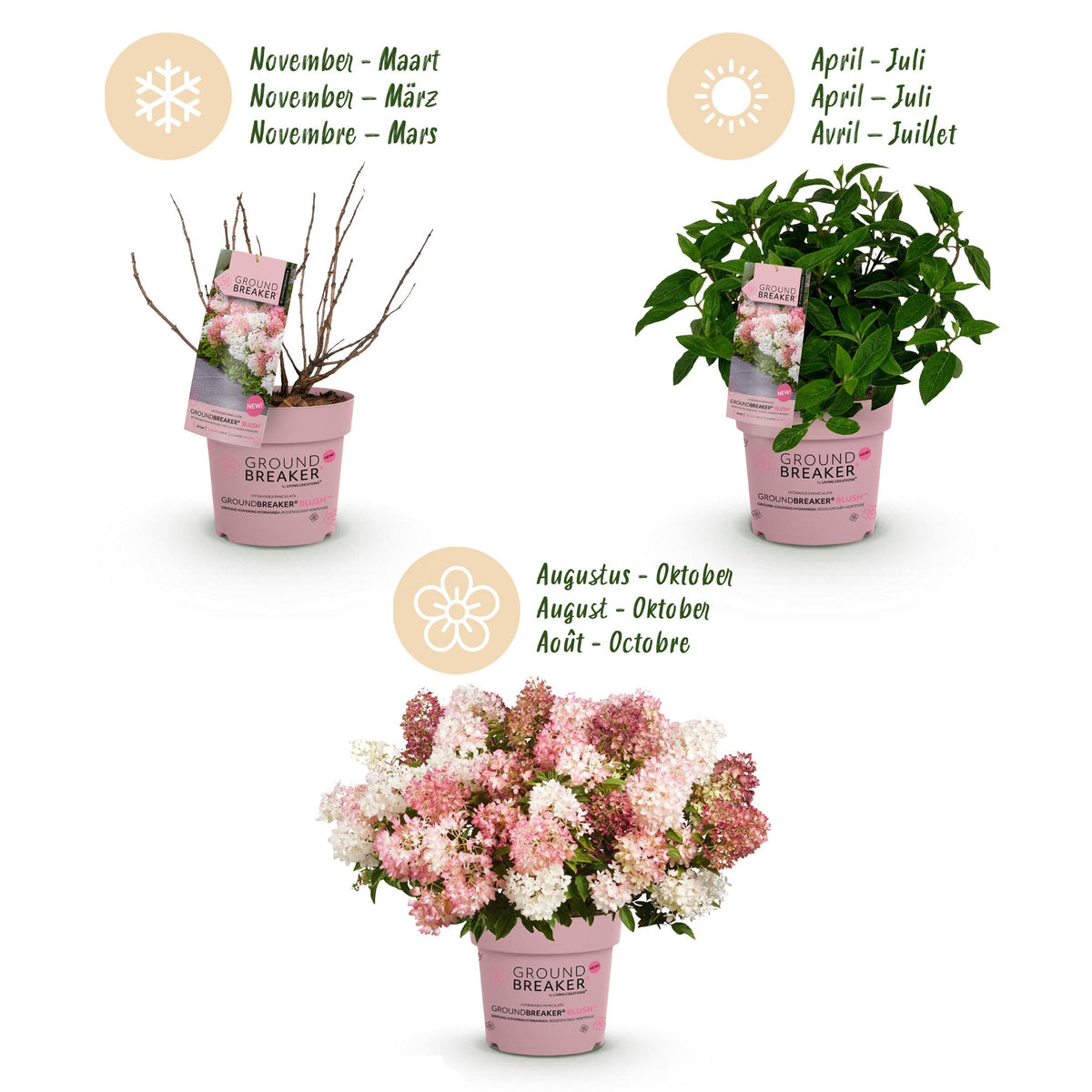 Green boutiQ - Tuinplant - Hydrangea panniculata Groundbreaker Blush - Pluimhortensia - Winterhard - Roze - 1 Plant - Pot 14cm - Hoogte 20-25cm