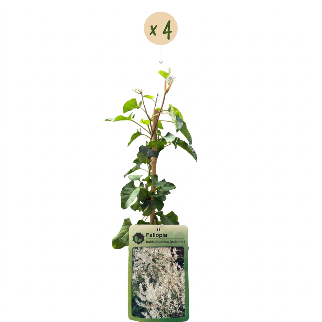 4x Fallopia aubertii - Silver lace vine - White - Climber - Ø9cm - ↕35cm