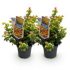 Green boutiQ - Plante de jardin - Leucothoe Curly Gold - Jaune - 2 Plantes - Persistante - Peu d'entretien - Pot 17cm Hauteur 40cm