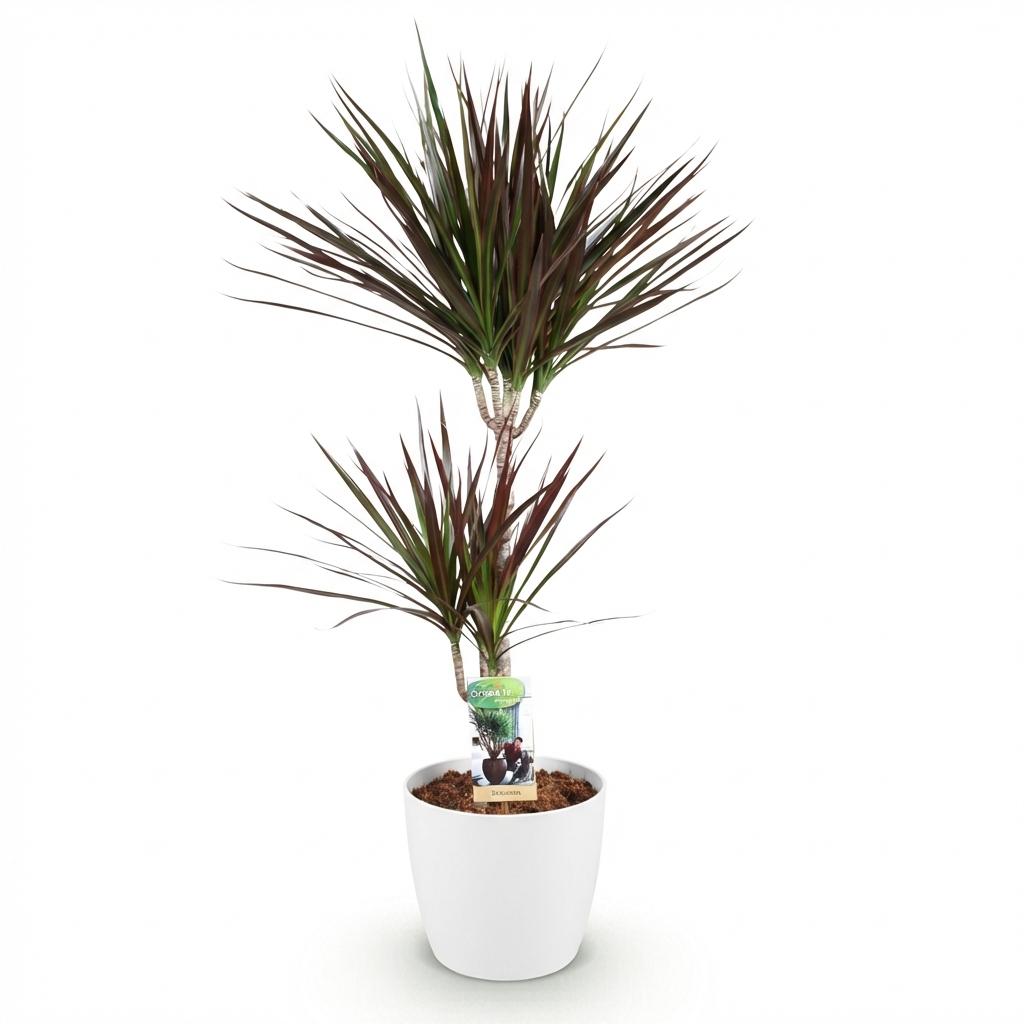 Green BoutiQ - Plantes d'intérieur - Dracaena Magenta - Dragonnier - Peu d'entretien - Vert - 1 plante - avec pot blanc - Pot 21 cm - Hauteur 90-100 cm