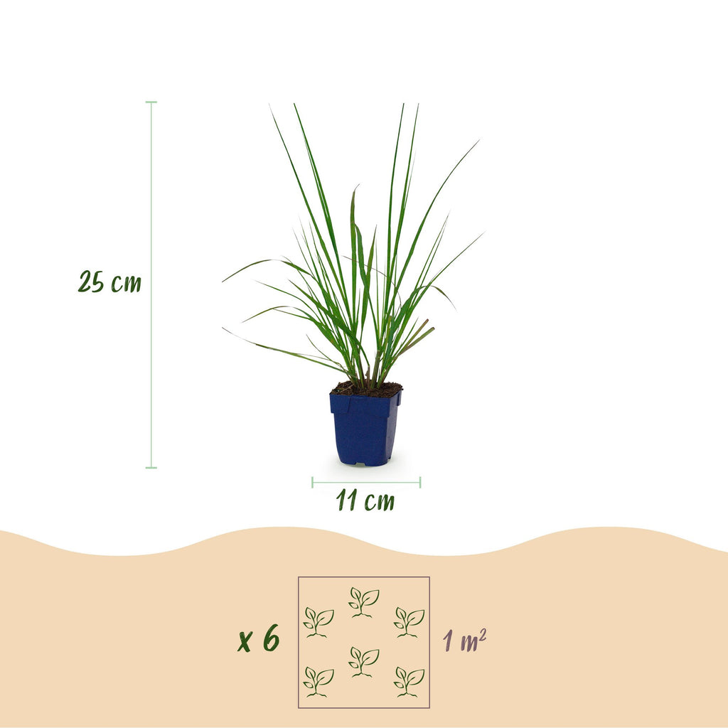 Green boutiQ - Gräser - Pennisetum alop. Black Beauty - Lampenputzergras - Mit Blütenähren - Grün - 12 Pflanzen - Topf 11 cm - Höhe 15-25 cm
