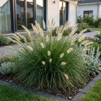 Green boutiQ - Grasses - Pennisetum alop. Little Bunny - Foxtail Grass - With Plum - Green - 12 Plants - Pot 11cm - Height 15-25cm