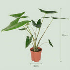 Green boutiQ - Plante d'intérieur - Oreille d'éléphant - Alocasia Zebrina - Vert - Peu d'entretien - 1 plante - avec pot blanc - Pot 21 cm - Hauteur 70 - 75 cm