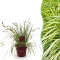 Green boutiQ - Graminées ornementales - Carex oshimensis Evergold - Jaune & Vert - 1 Plante - Persistant - Rustique - Pot 17cm Hauteur 50cm