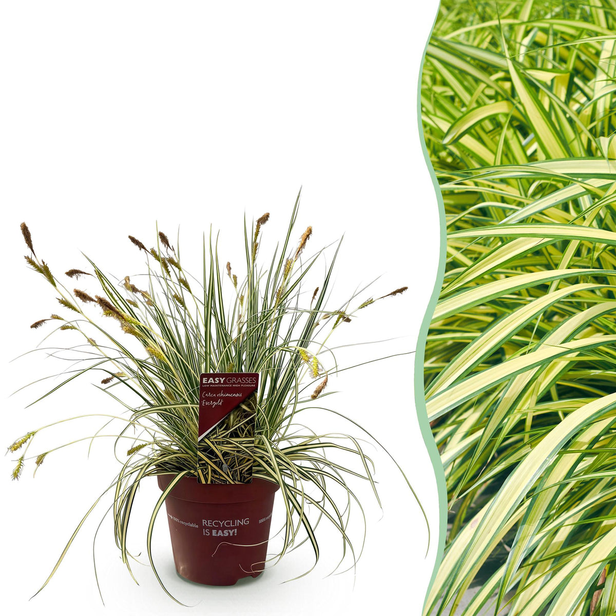 Green boutiQ - Graminées ornementales - Carex oshimensis Evergold - Jaune & Vert - 1 Plante - Persistant - Rustique - Pot 17cm Hauteur 50cm