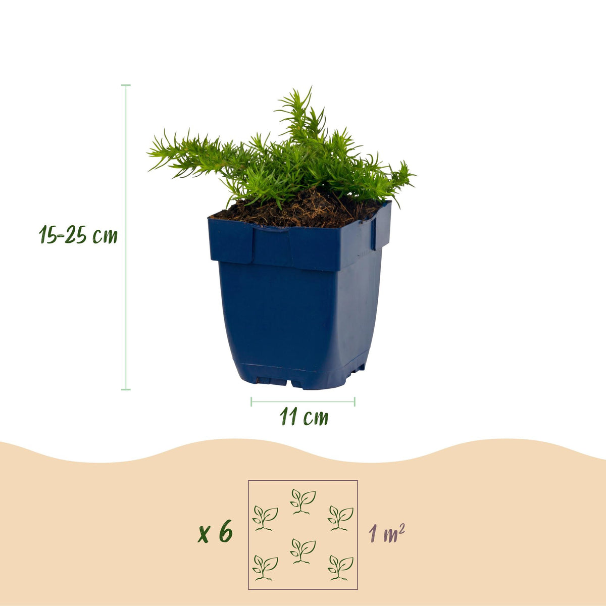 Green boutiQ - Plante vivace - Phlox Maischnee - Phlox - Couvre-sol - Blanc - 1 plante - Pot 11 cm - Hauteur 15-25 cm