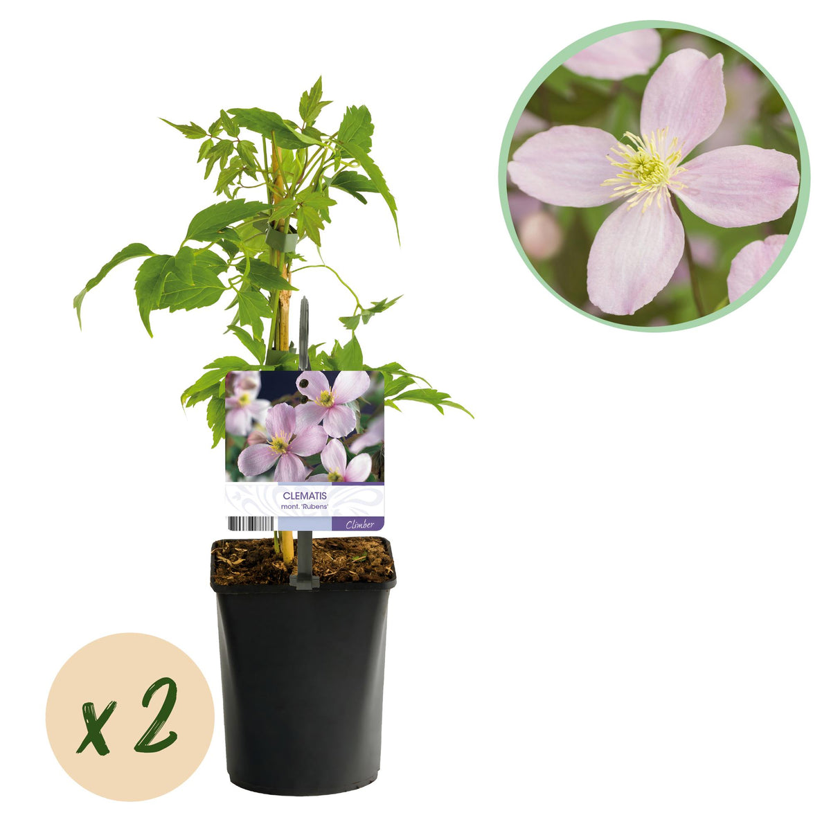 Green boutiQ - Plante grimpante - Clematis montana Rubens - Fleur rose - Floraison précoce - Peu d'entretien - 2 plantes - Pot 11cm Hauteur 40cm