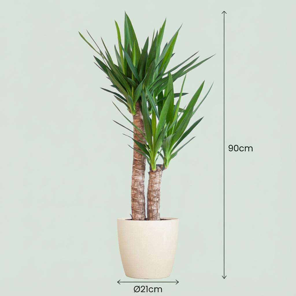 Green boutiQ - Plante d'intérieur - Yucca - Yucca Elephantipes - Vert - Entretien facile - 1 plante - avec pot gris - Pot 21cm - Hauteur 80 - 90cm