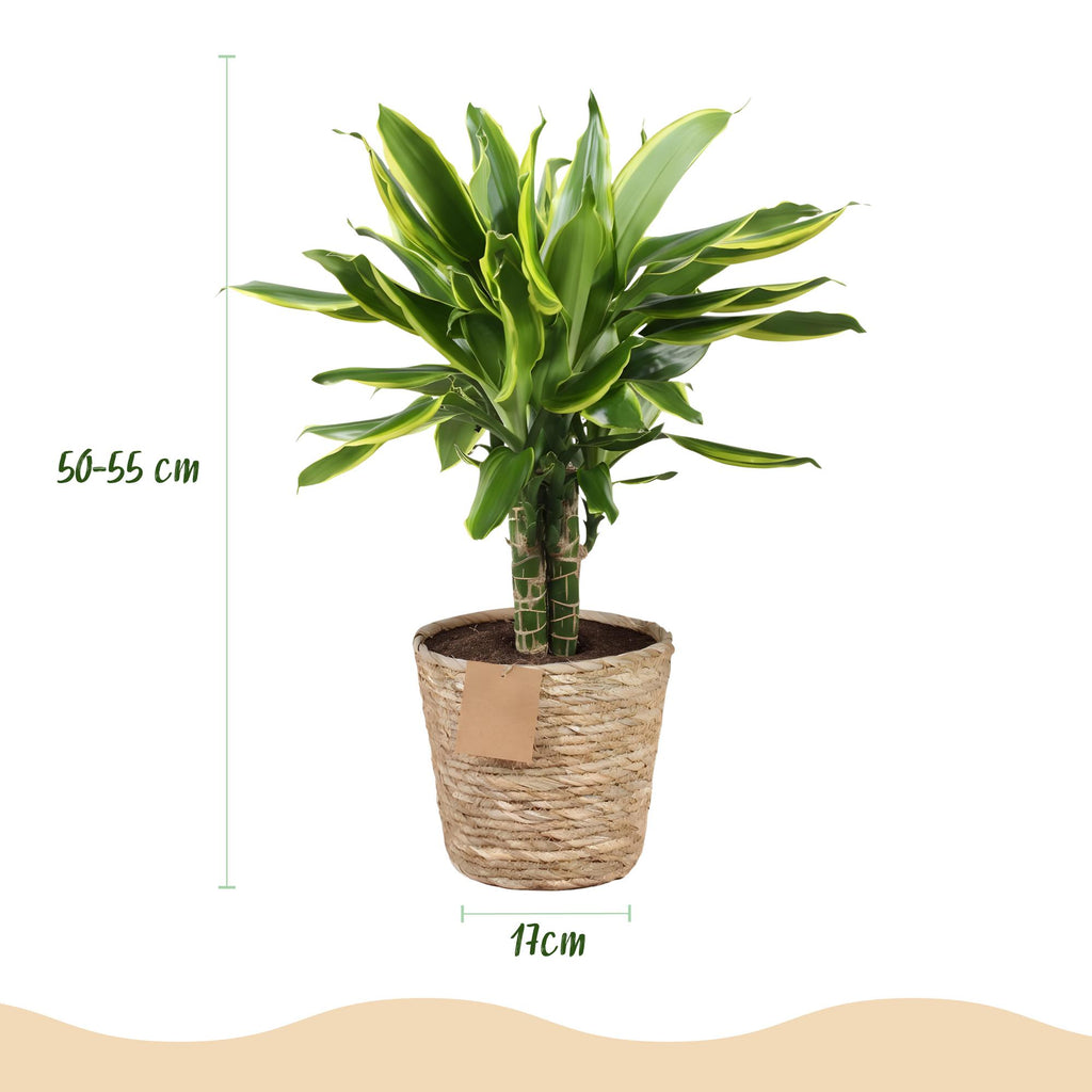 Green BoutiQ - Le vert, c'est... Plantes d'intérieur - Dracaena fragrans Golden Coast - Dragonnier - Entretien facile - avec panier - Vert - 2 Plantes - Pot 17cm - Hauteur 50-55cm