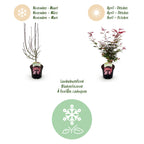 Green boutiQ - Plante de terrasse - Érable du Japon - Acer palmatum Shaina - Rouge - 1 plante - Caduc - Pot 19cm Hauteur 70cm
