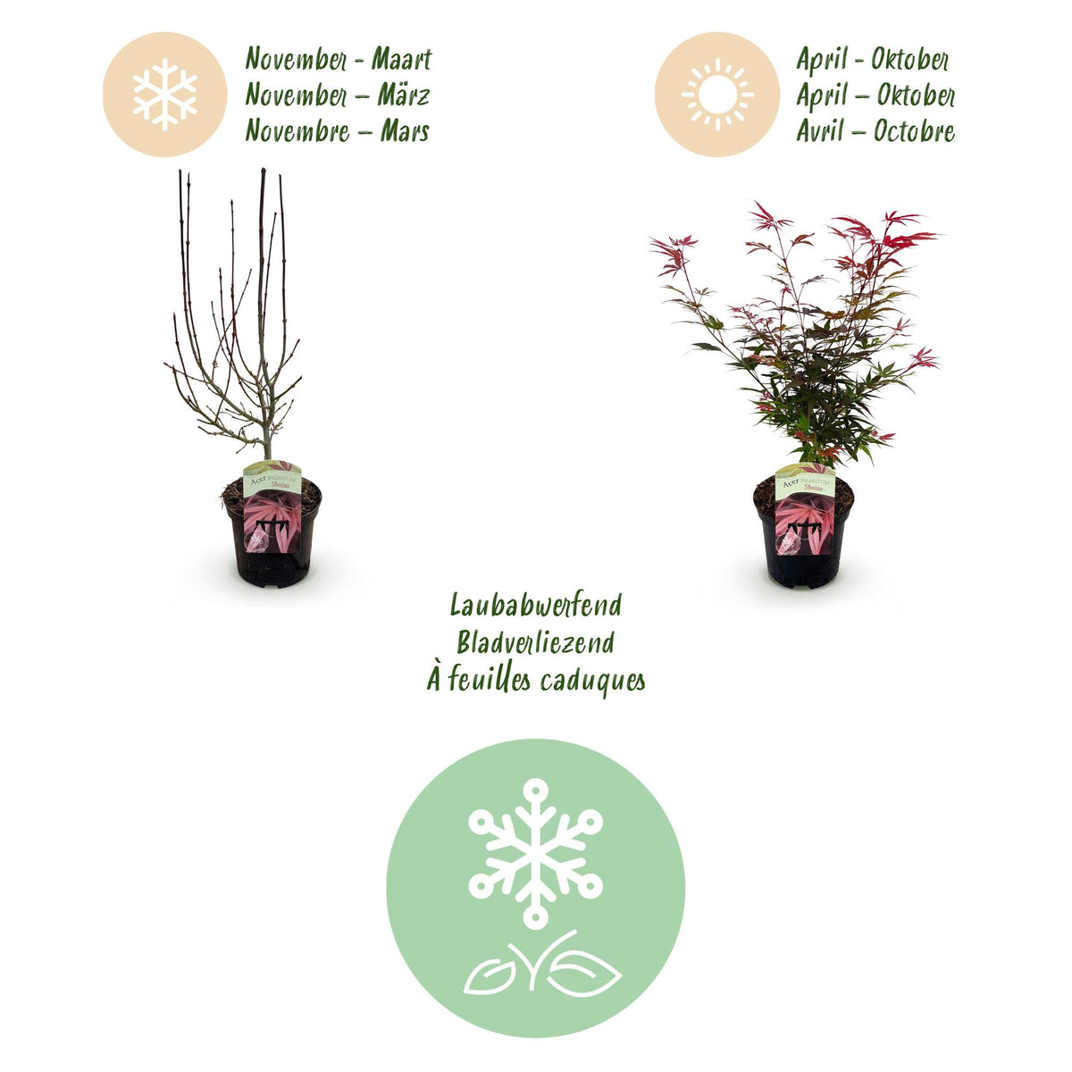 Green boutiQ - Plante de terrasse - Érable du Japon - Acer palmatum Shaina - Rouge - 1 plante - Caduc - Pot 19cm Hauteur 70cm