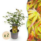 Green boutiQ - Plante de jardin - Acer palmatum Little Princess - Vert - 3 Plantes - Caduc - Peu d'entretien - Pot 12cm Hauteur 35cm