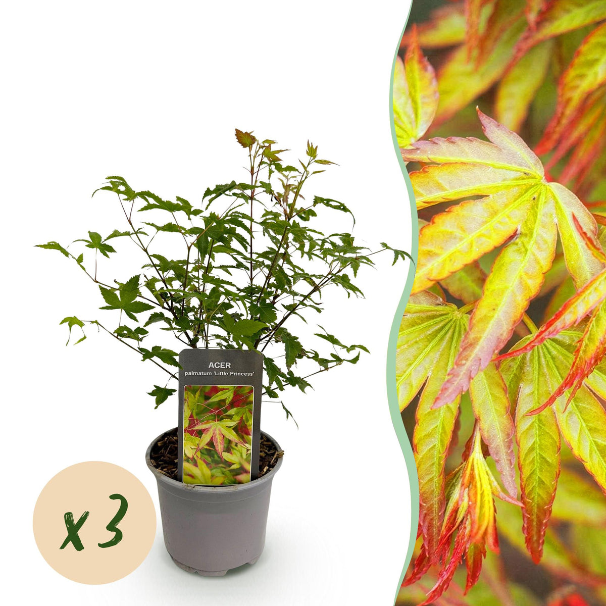 Green boutiQ - Plante de jardin - Acer palmatum Little Princess - Vert - 3 Plantes - Caduc - Peu d'entretien - Pot 12cm Hauteur 35cm