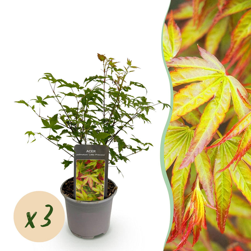 Green boutiQ - Tuinplant - Acer palmatum Little Princess - Groen - 3 Planten - Bladverliezend - Weinig Onderhoud - Pot 12cm Hoogte 35cm