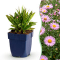 Green boutiQ - Plante vivace - Aster Wood's Pink - Astilbe - Attire les abeilles et les papillons - Rose - 6 plantes - Pot 11 cm - Hauteur 15-25 cm